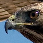 Redtail hawk flyby detail