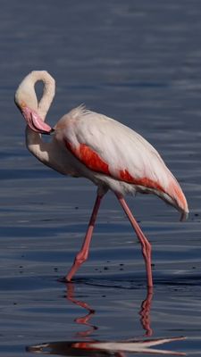 Flamingo, Greater 1 Ndutu.jpeg