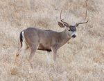 Young blacktail buck