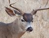 Young blacktail buck detail