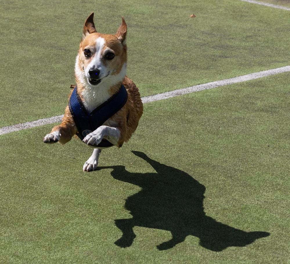 Screenshot 2024-05-26 at 4.31.59 PM copy.jpg