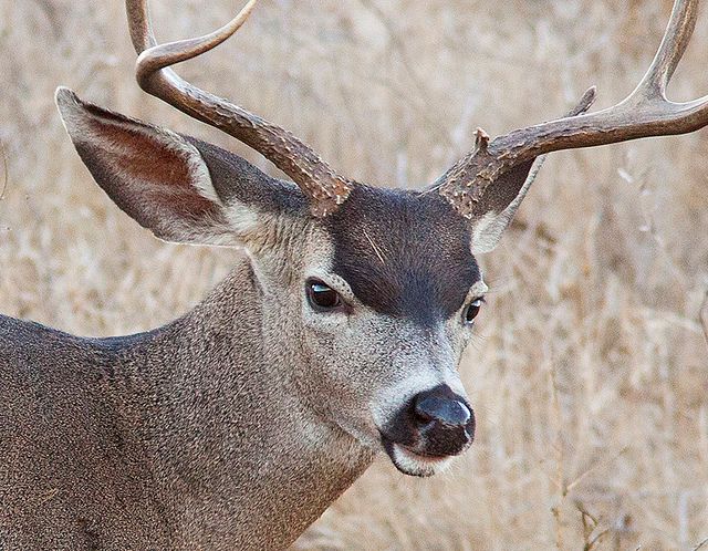 Young blacktail buck detail