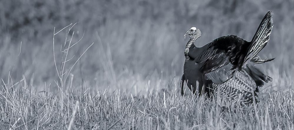 Eastern Wild Turkey in B&W.jpg