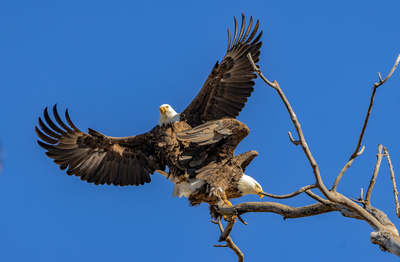 4U0A6137 Bald Eagles Mating.png