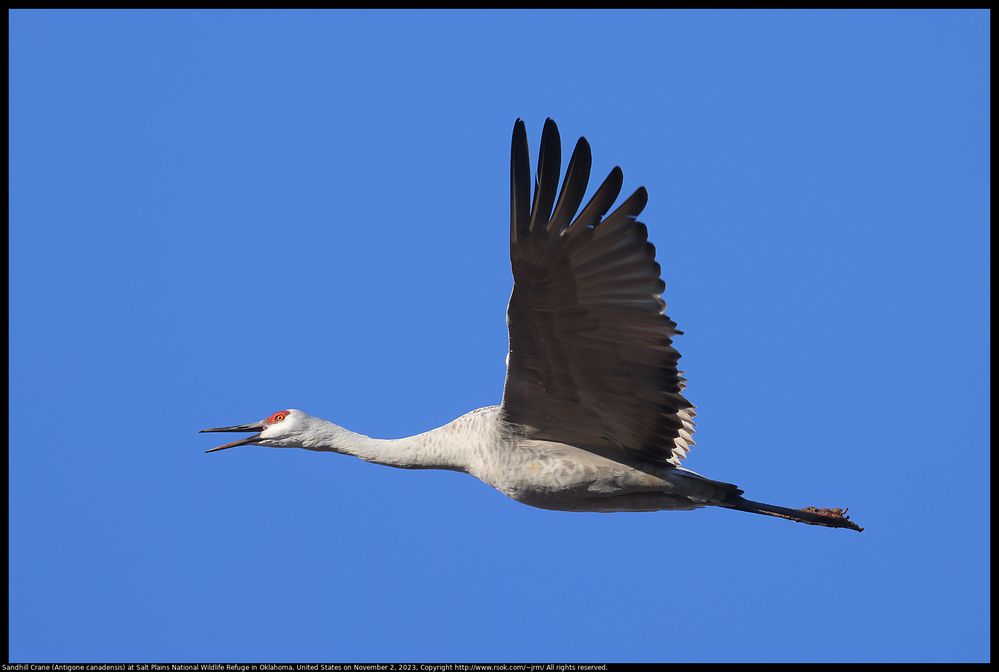 Sandhill Crane (Antigone canadensis) at Salt Plains National Wildlife Refuge in Oklahoma, United States on November 2, 2023 ; F/13 ; ISO 1000 ; distance about 100 meters ; hand held and panning ; EF100-400mm f/4.5-5.6L IS II USM +2x III ; continuous drive high+ ;  AI Servo AF ;  MeteringMode Evaluative ; AFAreaMode Face + Tracking ; SafetyShift disable ; AELockMeterModeAfterFocus Evaluative
