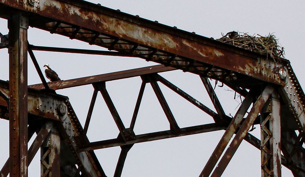 Osprey and Nest