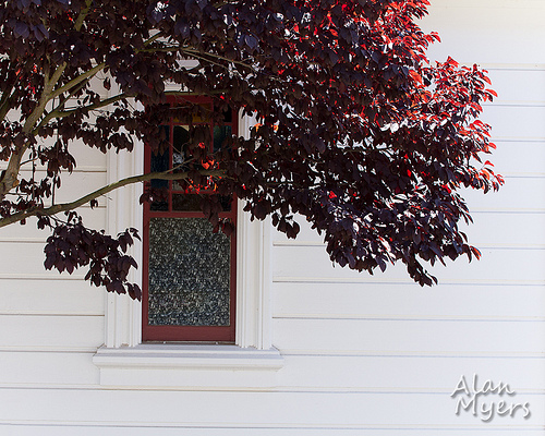 Window and plum tree