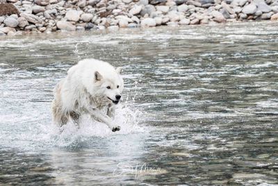 2024_April_Canadian Rockies-197-Edit.jpg