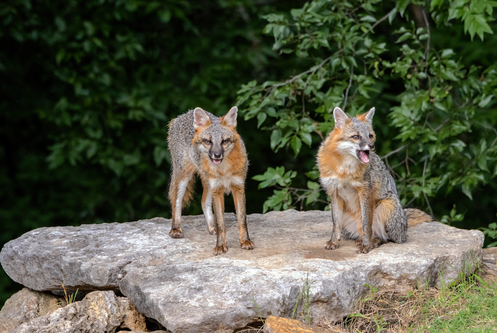 Pair of Gray Foxes