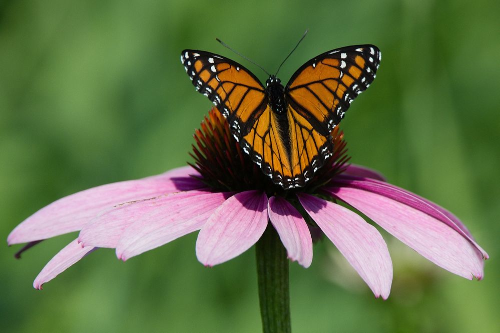 Viceroy butterfly on purple coneflower - Jul 17 2021 - X7 2048.jpg