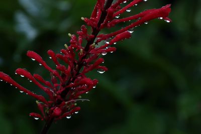 red buds water.jpg