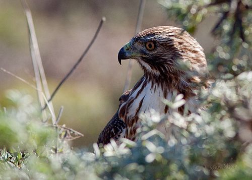 Redtail hunting