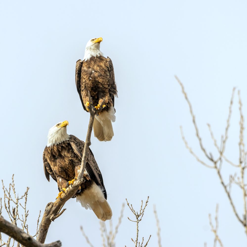 A Pair of Bald Eagles