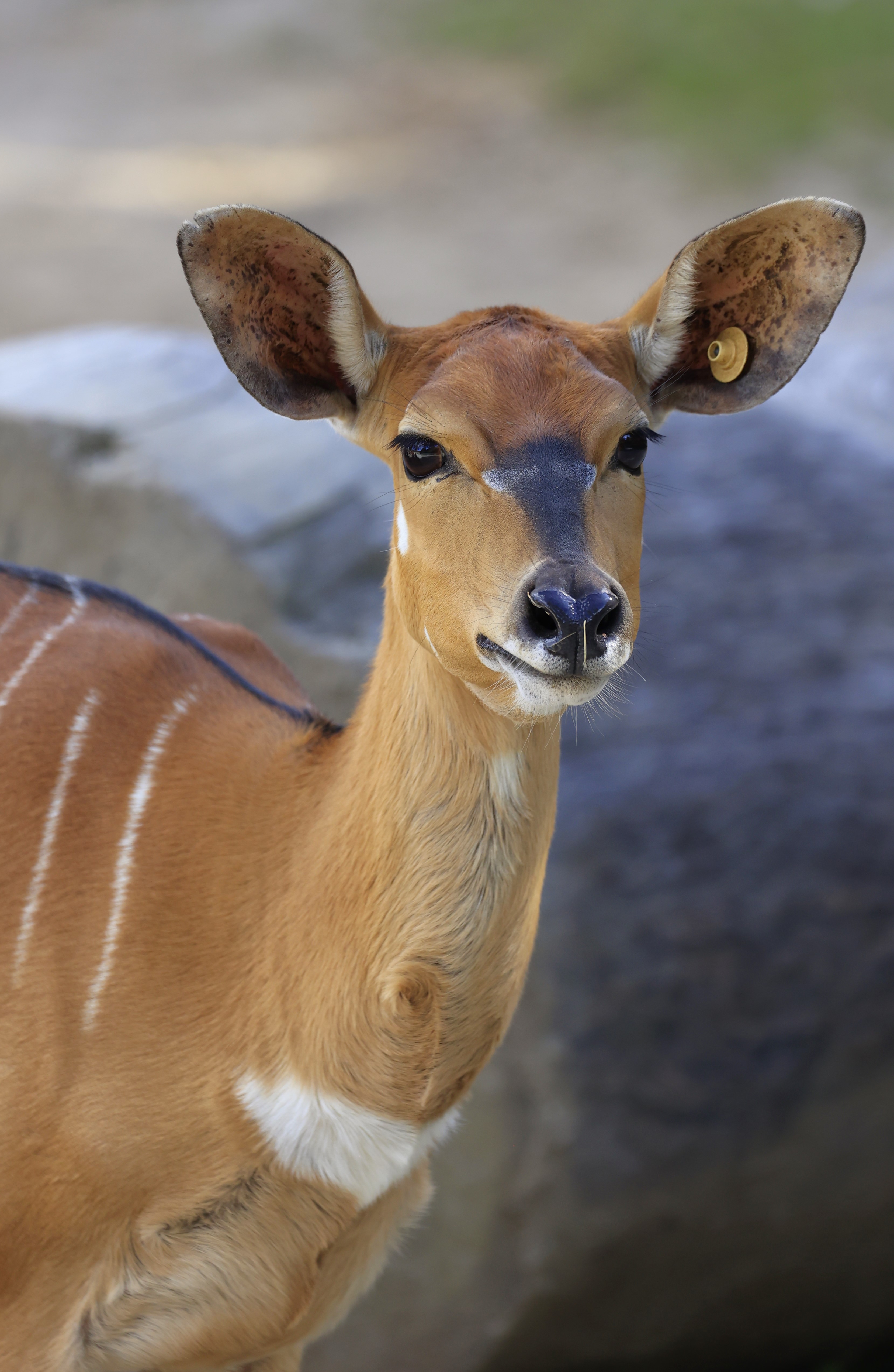 Solved Sigma 100500mm lens compatibility with EOS rebel Canon