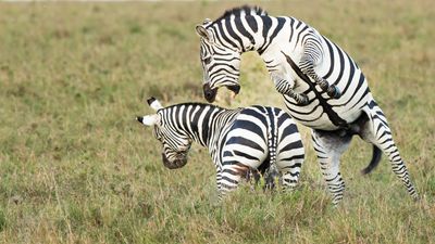 _CL_0429_Zebra Fight.jpg