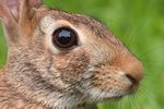 Eastern Cottontail Rabbit (Sylvilagus floridanus) in Norman, Oklahoma, United States on June 21, 2024 ; image is upscaled 300% by Canon DPP software