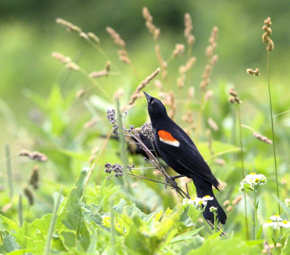 Red-winged Black Bird  R5 M2  F/7.1  SS 1/6400