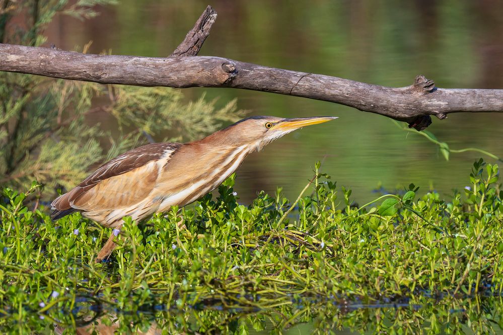 Little bittern