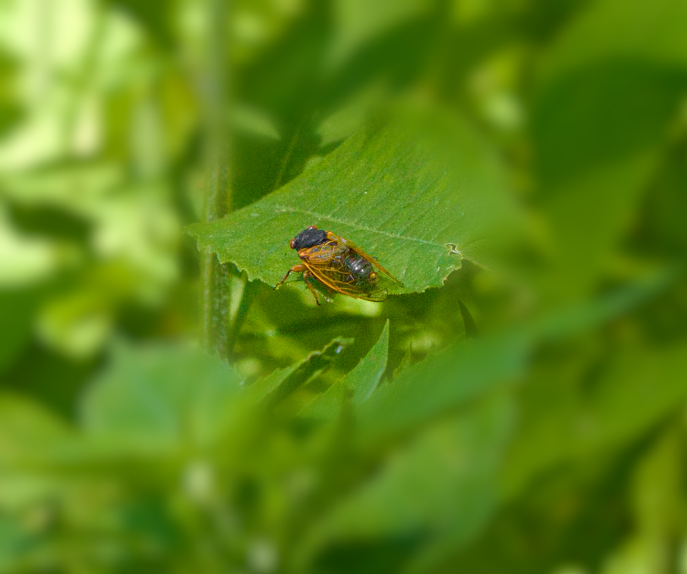 Cicada Summer  R6 MKII  F/7.1  SS1/5000  ISO-6400  FL-150mm