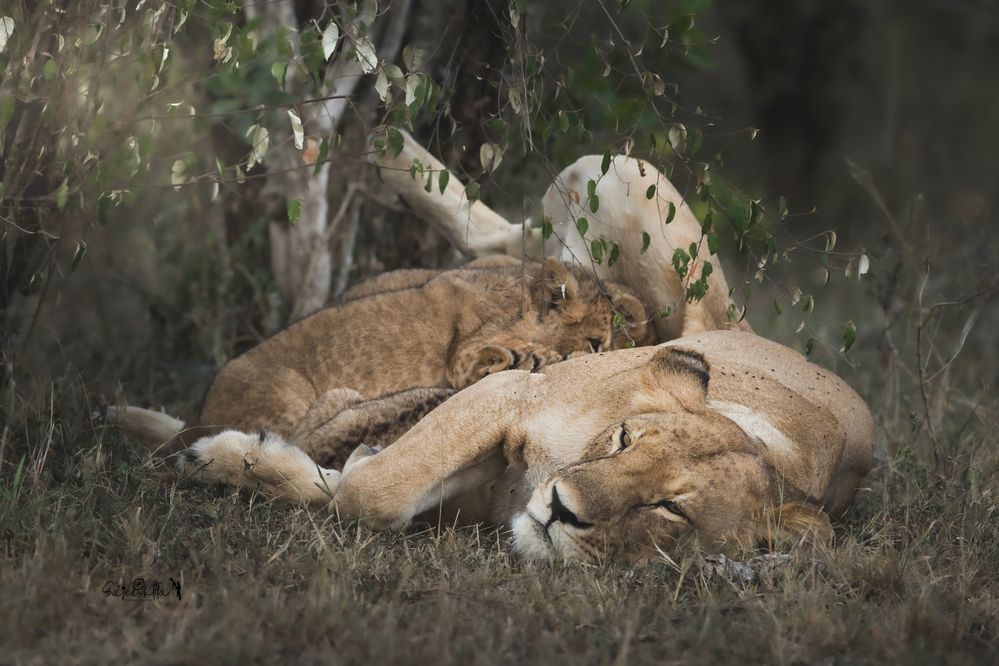 SAJE1366 with water markcopy copy (1).JPG