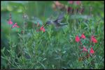 Ruby-throated Hummingbird (Archilochus colubris) on Salvia greggii in Norman, Oklahoma, United States, July 22, 2023