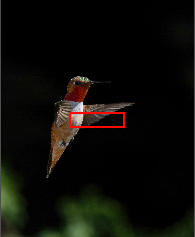 Graphic Converter shows focus area, which was PRE-FOCUSED, and luckily the bird hovered right in it.