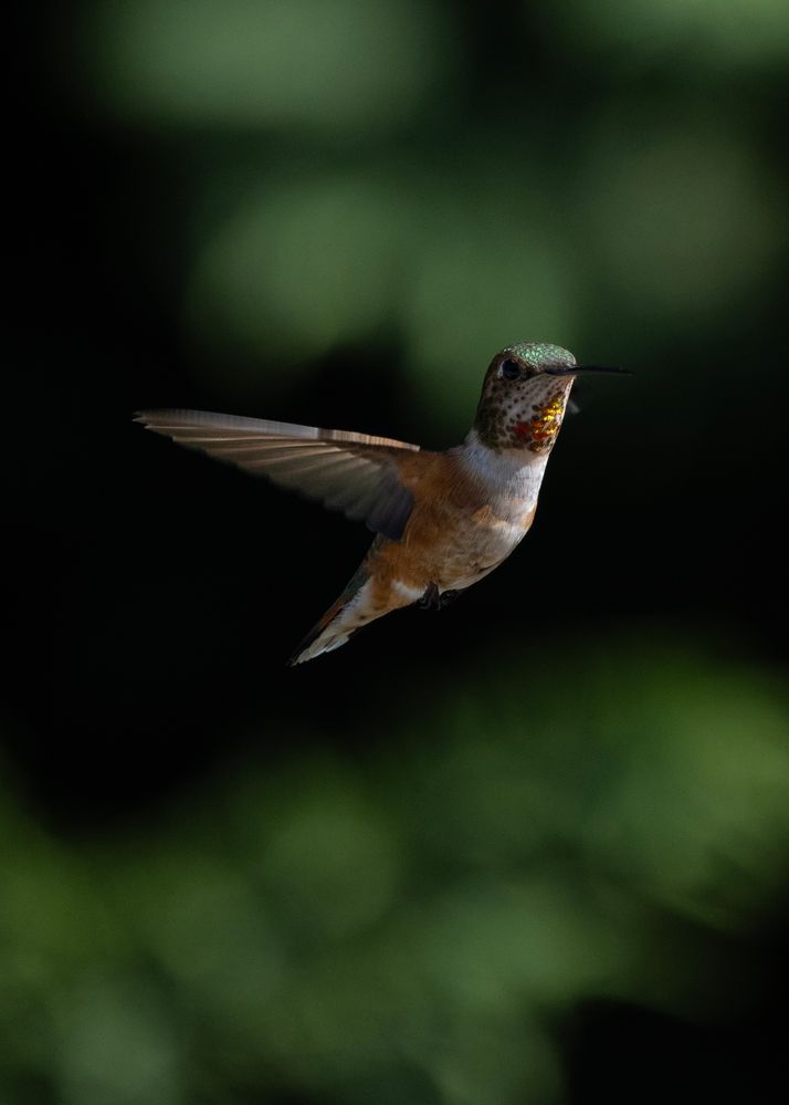 2406100190 Hummingbirds in the Backyard.JPG