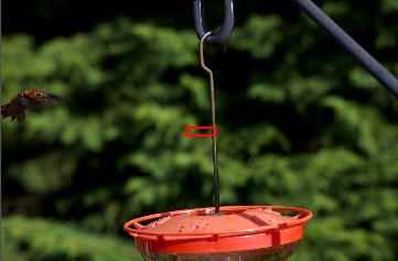 Talk about "luck" - autofocus grabbed the hook of the feeder but the bird flew into the exact same plane as the focus...