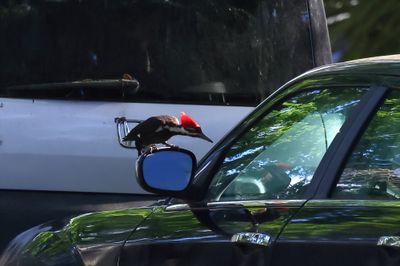 Pileated Woodpecker On Car-1Sa.jpg