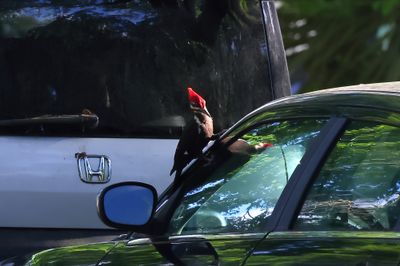Pileated Woodpecker On Car-4Sa.jpg