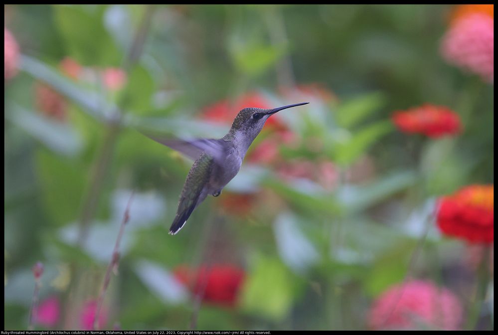Ruby-throated Hummingbird (Archilochus colubris) in Norman, Oklahoma, United States, July 22, 2023. The bird was partially obscured by out of focus foliage, but the eye detection on the EOS R5 managed to find the eye.