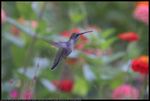 Ruby-throated Hummingbird (Archilochus colubris) in Norman, Oklahoma, United States, July 22, 2023. The bird was partially obscured by out of focus foliage, but the eye detection on the EOS R5 managed to find the eye.