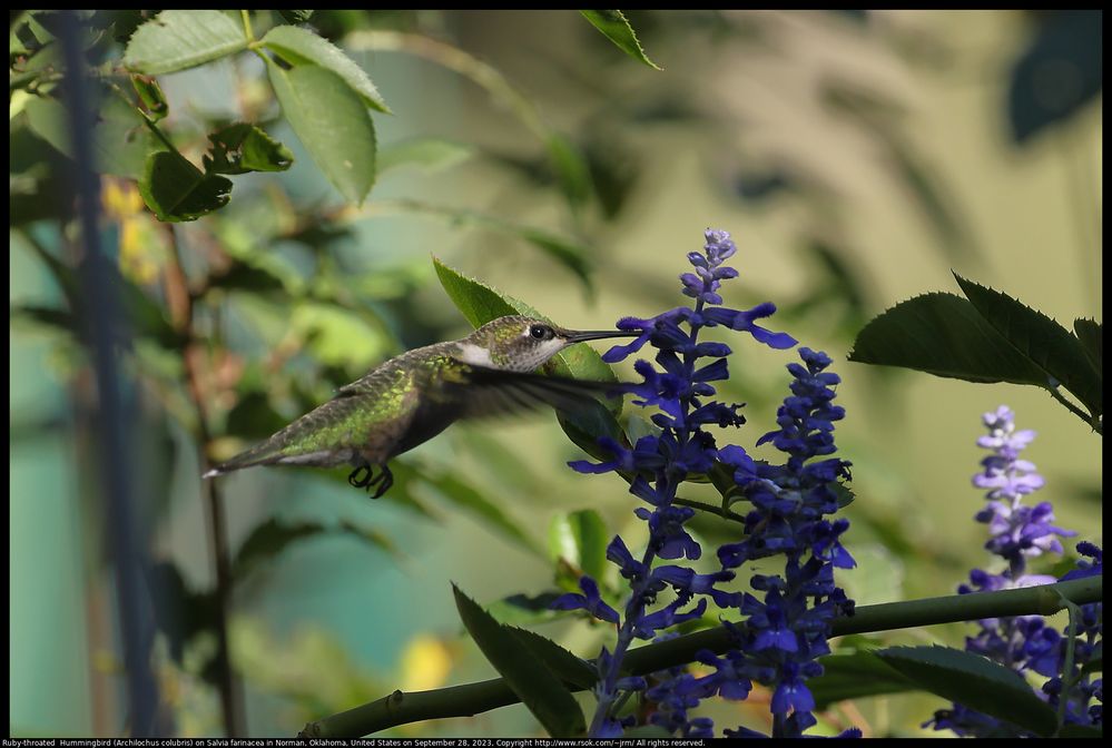 Ruby-throated Hummingbird (Archilochus colubris) on Salvia farinacea in Norman, Oklahoma, United States, September 28, 2023. The humming bird was going from sunlight to shade to sunlight, but the EOS R5 eye detection managed to find the eye. The wings are blurry from motion, but the eye is not because the bird had stopped at a flower. I held down the shutter button and kept the best photo.