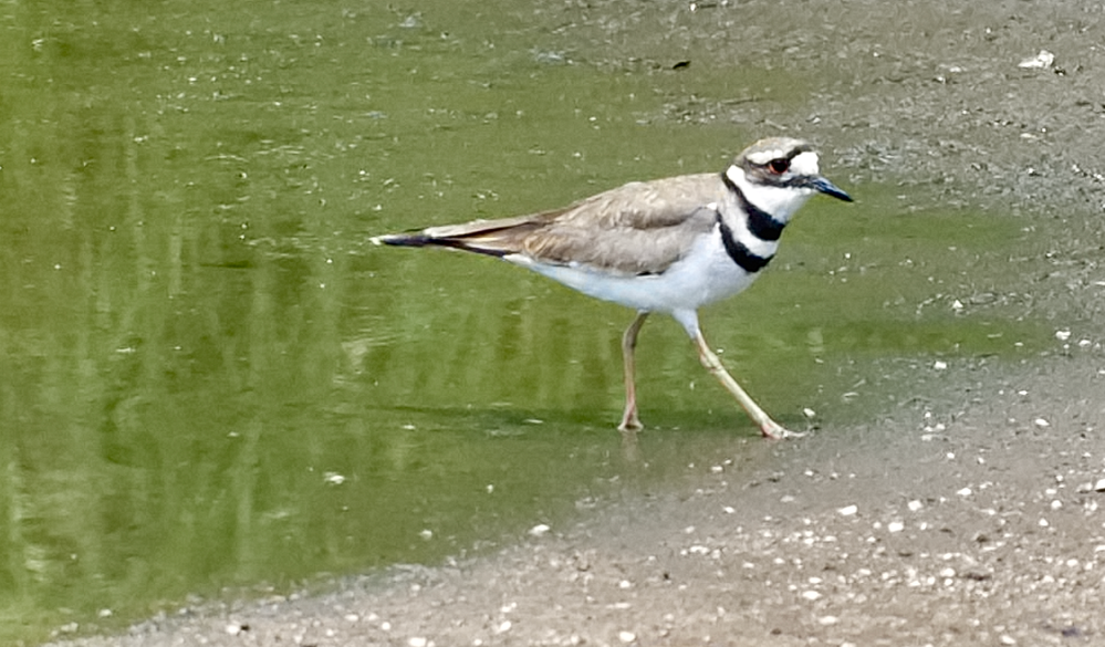 Killdeer  R6 MK2  ISO 2500  F7.1  SS 1/6400  FL 163mm