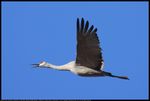 Sandhill Crane (Antigone canadensis) at Salt Plains National Wildlife Refuge in Oklahoma, United States on November 2, 2023 ; distance about 100 meters