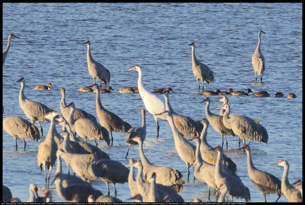 One Whooping Crane (Grus americana) with Sandhill Cranes (Antigone canadensis) at Salt Plains National Wildlife Refuge in Oklahoma, United States on November 2, 2023 ; distance about 300 meters