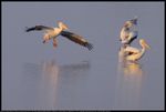 American White Pelicans (Pelecanus erythrorhynchos) at Salt Plains National Wildlife Refuge in Oklahoma, United States on September 6, 2023