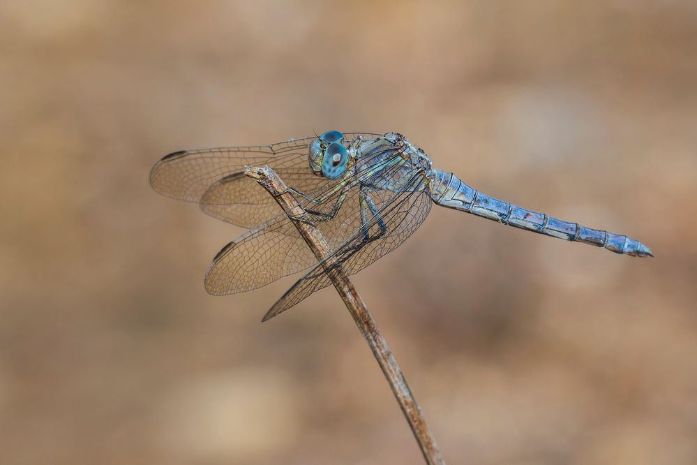 Libellula vibrans