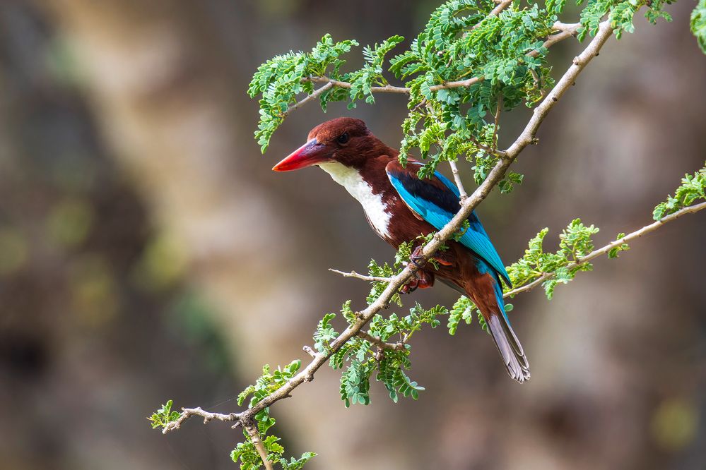 White-throated Kingfisher