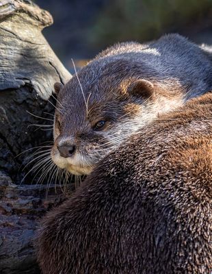 Same image with cropping to isolate one otter