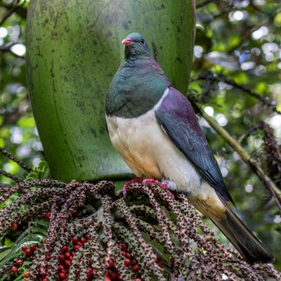 Kereru 04 LR (2).jpg