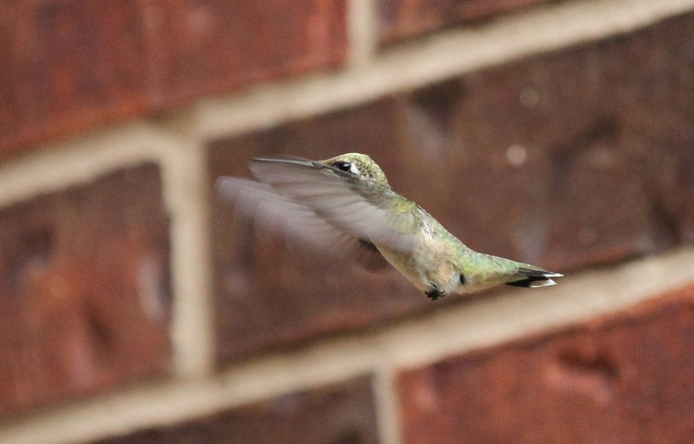 Ruby-throated Hummingbird (Archilochus colubris) in Norman, Oklahoma, United States on August 27, 2011 ; https://www.rsok.com/~jrm/2011aug27_birds_and_cats/2011aug27_hummingbird_IMG_1479.html