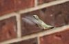 Ruby-throated Hummingbird (Archilochus colubris) in Norman, Oklahoma, United States on August 27, 2011 ; https://www.rsok.com/~jrm/2011aug27_birds_and_cats/2011aug27_hummingbird_IMG_1479.html