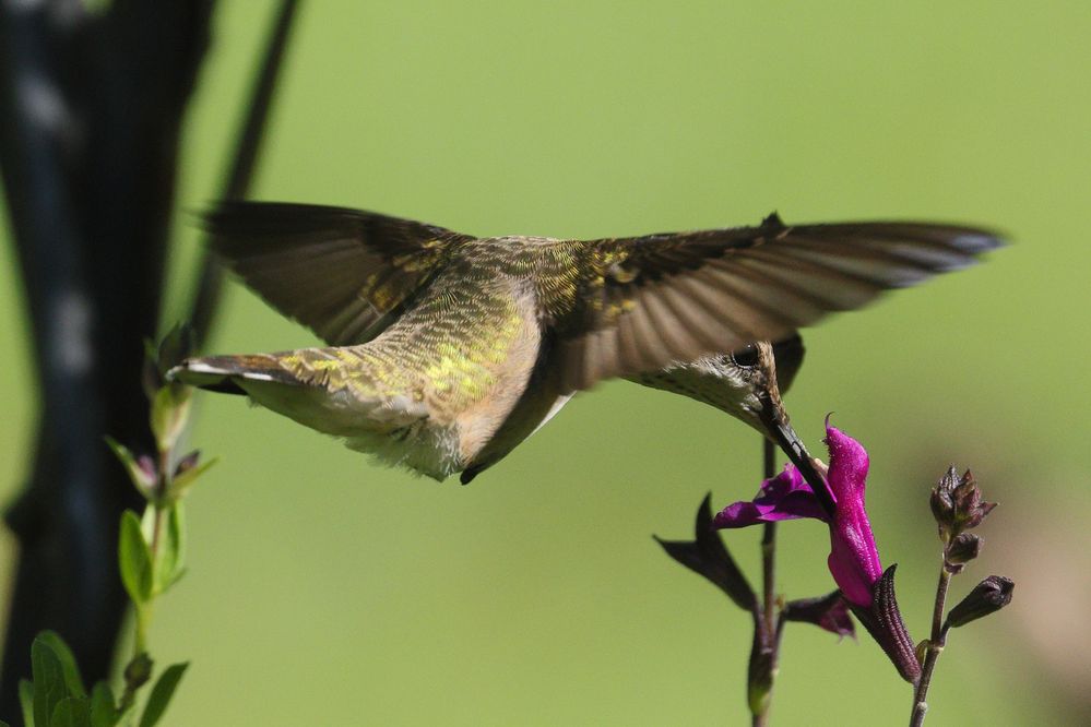 Ruby-throated Hummingbird (Archilochus colubris) on Salvia greggii flower in Norman, Oklahoma, United States on July 9, 2024