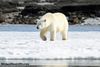 Polar bear in Spitsbergen