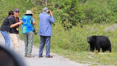 bear-photo-tourists-banff.jpg