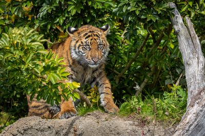 Tiny Tiger - R6, RF 200-800@288mm, f/7.1, 1/320sec, ISO-320