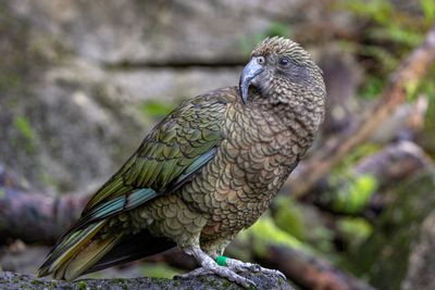 Kea - R6, RF 200-800@200mm, f/9, 1/30sec, ISO-1600