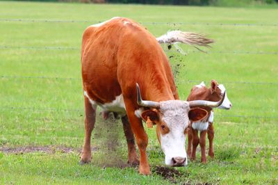 Cow and Calf-1b.JPG