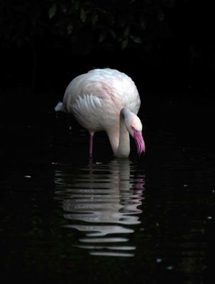 Pretty in Pink - R6, RF 200-800@539mm, f/8, 1/640sec, ISO-1600